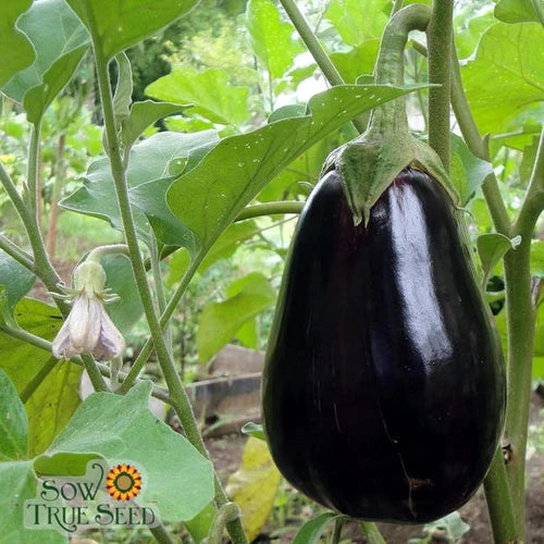 Eggplant can naturally lower cholesterol and more