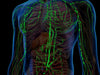 THE LYMPHATIC SYSTEM IS THE KEY TO YOUR IMMUNE SYSTEM